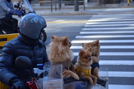 promenade canine