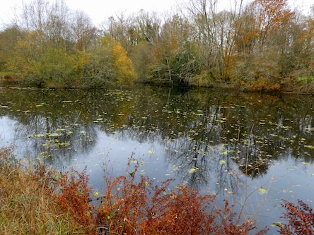 Marais bord du canal à Port Carhaix