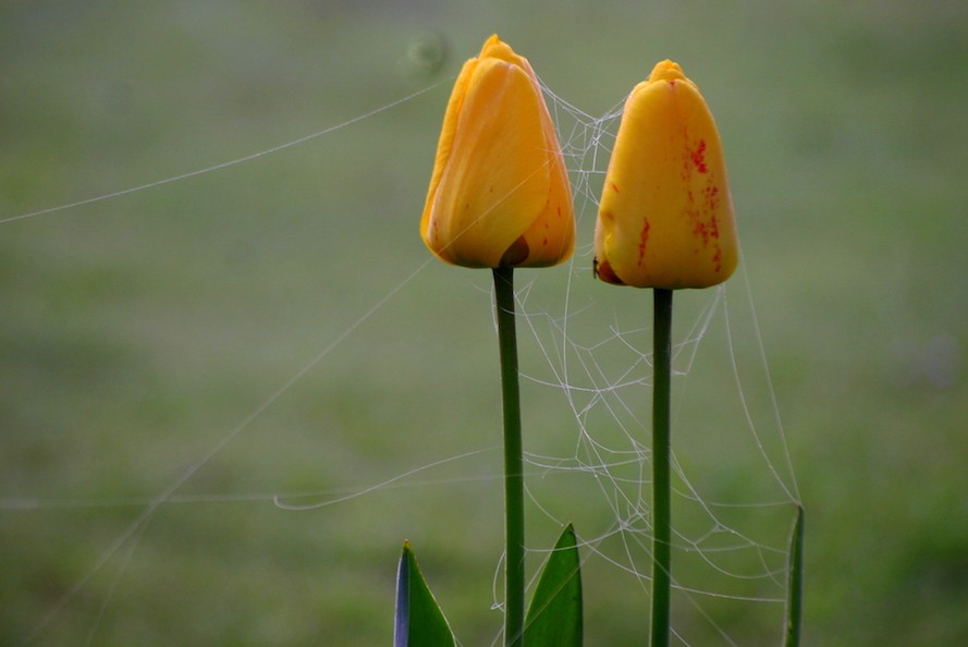 Tulipes ficelées